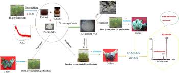 Plant cell culture for production of secondary metabolites. Effect Of Explant Source Perlite Nanoparticles And Tio2 Perlite Nanocomposites On Phytochemical Composition Of Metabolites In Callus Cultures Of Hypericum Perforatum Scientific Reports