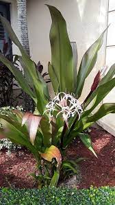 Light & temperature when not in flower, the foliage remains lushly green. Queen Emma Lily Florida Nursery Mart