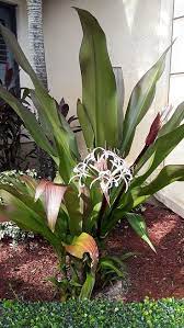 Crinum lilies (crinum spp.) are large, heat and moisture loving plants, producing an abundant array of showy flowers in summer.grown in gardens of southern plantations; Queen Emma Lily Florida Nursery Mart