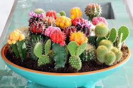 To choose the best feng shui plants you'll need to select those that thrive in the particular light conditions in your home. Good Feng Shui Decorating With Cactus Plants Plant Our Culture Nurserylive Wikipedia