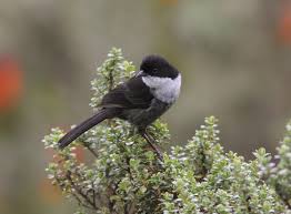 Image result for Bertiera angusiana