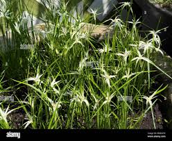 Image result for Rhynchospora brevirostris