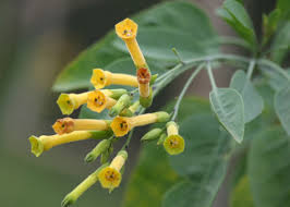 Image result for Nicotiana glauca