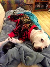 These Pit Bulls In Pajamas Will Make You Fall In Love Life With Dogs