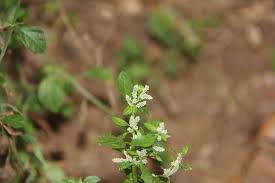 Image result for Nothosaerva