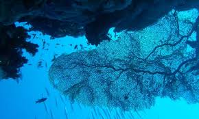 Image result for Red Marina 1992 UMM