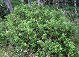 Image result for Xerophyta wentzeliana