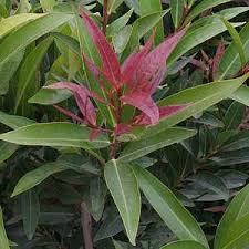 Image result for Syzygium jambos