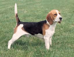 Image result for bígl