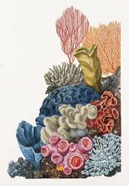 Pin By Betsy Kerr On Prints And The Like Coral Art Coral Drawing Sea Art