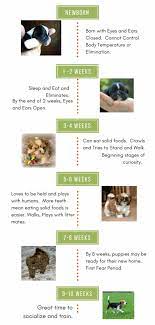 Naturally, if a puppy is in puppy development stages: Ages And Growth Stages Of Puppy Development Puppy Development Pregnant Dog Puppy Development Stages