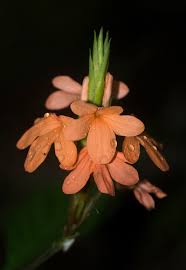Image result for Crossandra puberula
