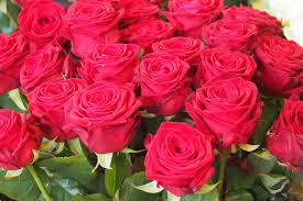 Roses Rouges En 2020 Pomme D Amour Roses Rouges Fleurs