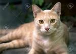 Flame Point Siamese: What You Need to Know About This ...