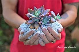 When to use cactus soilcactus soil is chunky and lightweight and is best used for cacti, succulents, and citrus plants. About Pumice The Ideal Soil Amendment For Succulents Debra Lee Baldwin Succulent Expert