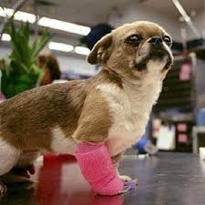 50 Animals In Casts Animals It Cast Animal Lover