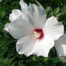 Image result for Hibiscus