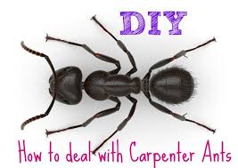 Black Ant Sugar Ant Bites Pictures Diy How To Deal With Carpenter Ants Carpenter Ant Ants Kill Carpenter Ants