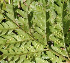 Image result for Rumohra adiantiformis