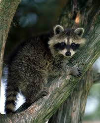 The best raccoon repellents repel by targeting multiple senses, like scent and taste. Raccoon Ohio Department Of Natural Resources