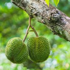 Dwarf stock fruit trees are simply easier to manage, easier to look after and easier to harvest than bigger trees. Durian Fruit Trees For Sale Fastgrowingtrees Com