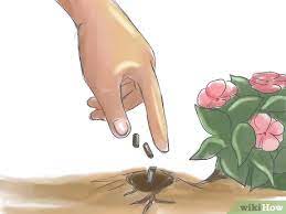 Check spelling or type a new query. 3 Ways To Fertilize Impatiens Wikihow