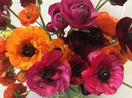 However, if you lift the tubers after they die back, you can store them over the. Spotlight Ranunculus