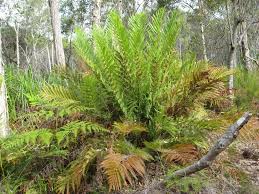 Image result for Todea