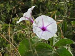 Image result for Ipomoea albivenia