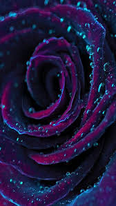 Black And Purple Flowers Wallpaper I Love The Way This Looks Purple Roses Beautiful Flowers Beautiful Roses