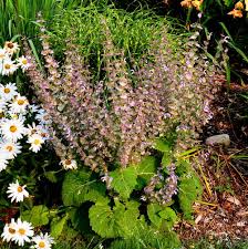 Image result for Salvia sclarea