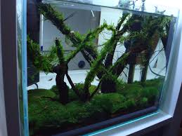 With your support, berlin's zoological facilities can support innovative conservation projects around the world. Mein Glas Garten Aquarium Mini S 31 X 18 X 24 Cm Aquarienvorstellung Der Wirbellotse