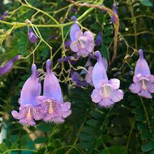 We compiled 62 purple flowers and their care instructions. Jacaranda University Of Florida Institute Of Food And Agricultural Sciences