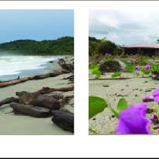 Hotel palma real necocli description of services and infrastructure. Pdf Plataforma De Avistamiento Para Tortugas En La Playa Bobalito El Lechugal Necocli Antioquia Utilizando Iluminacion Especial Y Energia Alternativa Propuesta De Manejo Y Conservacion