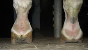 Most club feet are handled while the horse is young. Horse Hoof Irregularities Club Foot Integrity Horse Feed