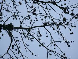 The american sweetgum tree's mature fruits and tiny seeds, shown here, provide nourishment for an array of birds and other wildlife in fall and winter. Sweetgum Clean Up Spring Thoreau Farm