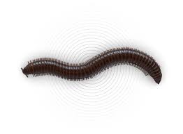 Maggie's farm home bug spray will kill these bugs when you spray them directly with it. Millipedes How To Get Rid Of Millipedes Raid Bug Basics