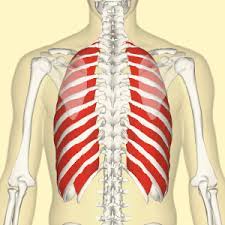 When to see a doctor. What Can You Do To Release Muscle Tightness And Discomfort Around Your Ribcage Total Somatics