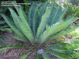 Image result for Encephalartos munchii