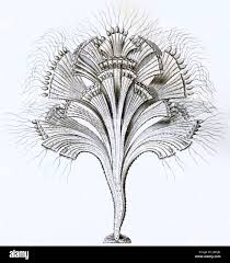 Image result for Hymenophyllum splendidum