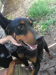 Our doberman pinschers are very sweet and loving yet, energetic, watchful, determined, alert, fearless, loyal and obedient. Meet Cassie A Petstablished Doberman Pinscher Dog In Houston