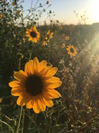 Desktop Aesthetic Wallpapers Sunflower We have 78+ background pictures for you! desktop aesthetic wallpapers sunflower