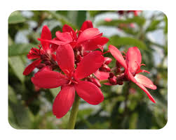 Image result for Jatropha erythropoda