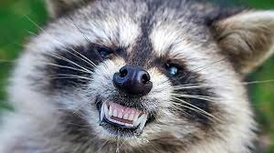 They attacked him and ate him on the hoof. Raccoon That Attacked 3 People In Port Chester Confirmed To Have Rabies Abc7 New York
