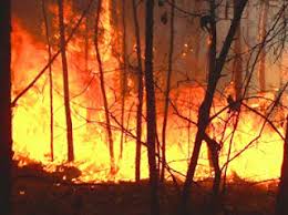 Sungguhpun begitu, masih terdapat sebilangan ladang harimau di negara itu yang dikhususkan. Usaha Pelestarian Flora Dan Fauna Geographyeducation