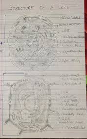 Adjacent cell atay together with the help of plasmodesmeta ! Draw Neat Labelled Diagram Of Plant Cell And Animal Cell A Complete Guide To Draw Biology Diagrams In Easy Steps Biology Diagrams Plant Cell Plant Cell Diagram Solved Maharashtra Ssc