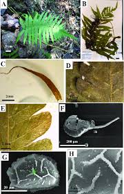 Image result for Amblovenatum