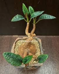 Image result for Euphorbia epicyparissias