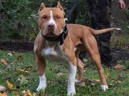 Pin By Benny Nguyen On Xl Pitbull Bully American Pitbull Terrier Pitbull Terrier Puppies Pitbull Terrier