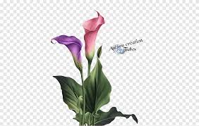 We did not find results for: Lukisan Seni Bunga Desain Bunga Bunga Bunga Cantik Lukisan Cat Air Ungu Png Pngegg